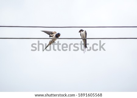two swallows are sitting on a wire