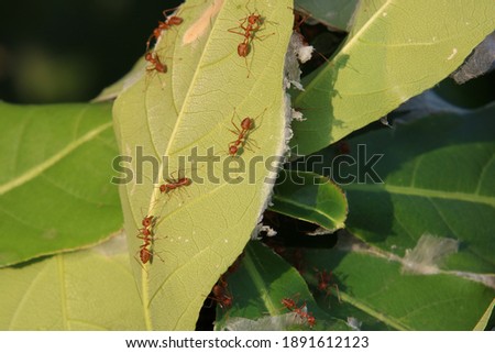 Red fire ants nest on green leaves