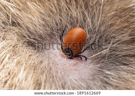 A dangerous carrier of infections, a tick dug into the skin of a cat. Royalty-Free Stock Photo #1891612669