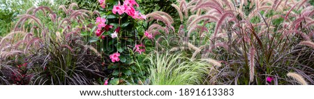 Horizontal banner of Slender plumes of purple fountain grass waving wistfully against a green background.