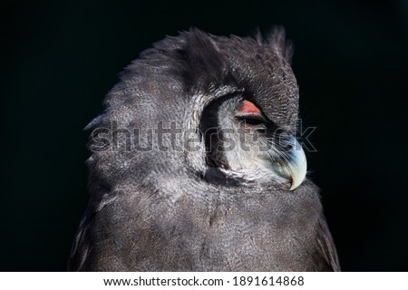 Verreaux's eagle-owl (Bubo lacteus) also known as Milky eagle owl or giant eagle owl