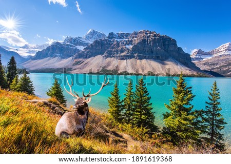 The deer with branched antlers is resting in the tall grass. Pine trees around glacial Lake Bow. The majestic Rocky Mountains of Canada Royalty-Free Stock Photo #1891619368