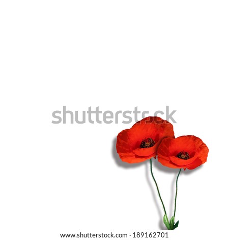 flower poppies and white background