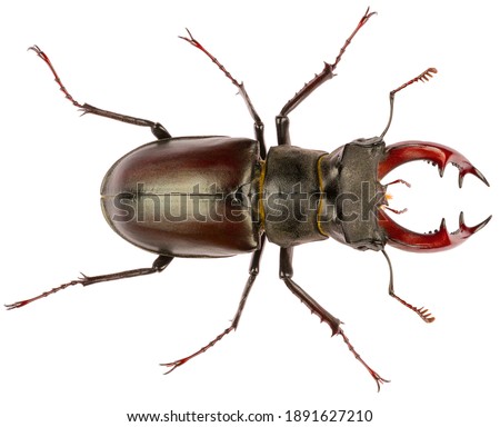 The European stag beetle Lucanus cervus male is species of stag beetle from family Lucanidae. Dorsal view of male stag beetle Lucanus cervus isolated on white background. Royalty-Free Stock Photo #1891627210