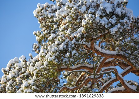 tree branches on a sunny winter day, covered with a thick layer of snow