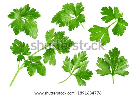 Parsley isolated on white background, clipping path, full depth of field Royalty-Free Stock Photo #1891634776