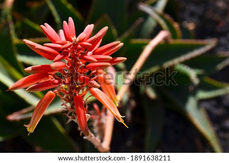 Aloe Vera red flower.Blooming aloe succulent plant in a tropical garden of Tenerife,Canary Islands,Spain.Selective focus.