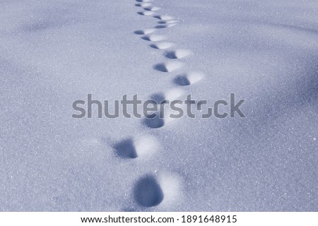 Step by step through a snow covered landscape