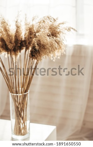 
Plant in a vase on a white background. Interior decoration. Picture for background on the phone. Natural interior decoration.
