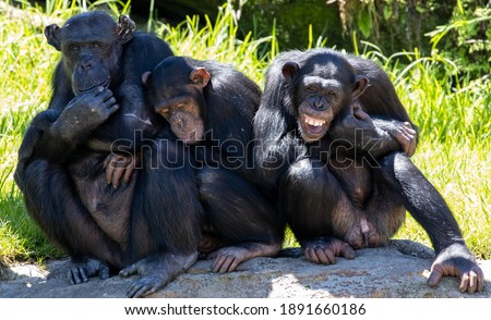 Three wise Chimpanzee Monkeys lazing around on a hot day 3 wise monkeys chimps  Royalty-Free Stock Photo #1891660186