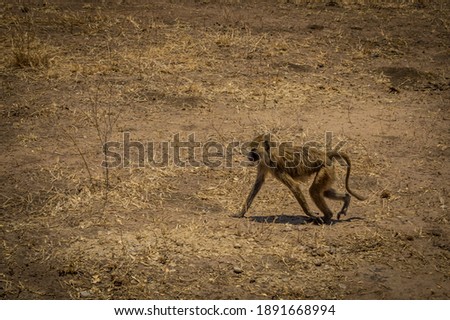 Baboon in the Tarangire National Park, Manyara Region, Tanzania, East Africa. During dry season.