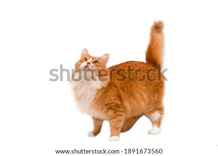 Beautiful ginger cat looks up on a white background