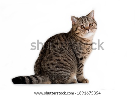 Brown tabby striped female british cat sitting in profile on white background in studio indoors, horisontal photo Royalty-Free Stock Photo #1891675354
