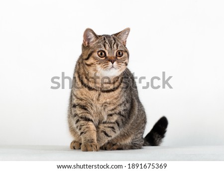 Brown tabby striped female british cat sitting looking sideways on white background in studio indoors, horisontal photo Royalty-Free Stock Photo #1891675369