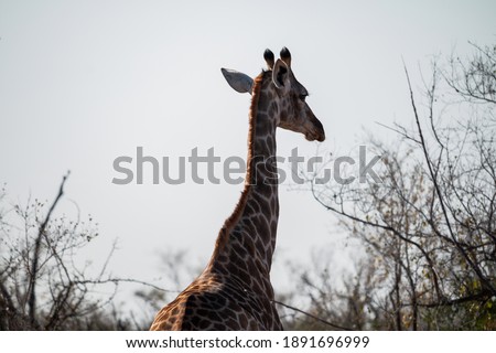 The back of a giraffe as it walks away during safari in South Africa