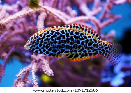 Blackspotted female Leopard wrasse fish Royalty-Free Stock Photo #1891712686