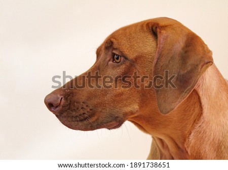 Closeup of isolated profile of large brown male Rhodesian Ridgeback with white background Royalty-Free Stock Photo #1891738651