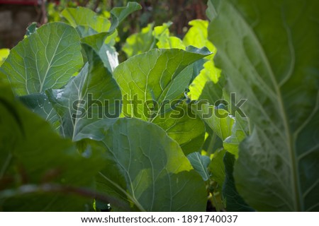 picture of shiny cauliflower leaves in sunlight.
