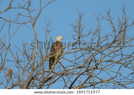 Juvenile Bald Eagle perched in a tree