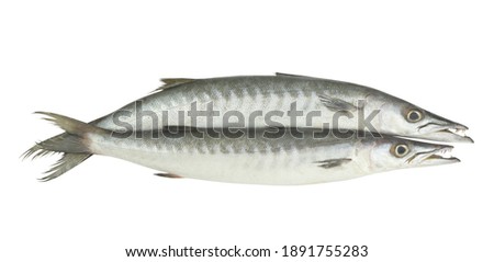 Two barracuda fishes isolated on white background Royalty-Free Stock Photo #1891755283