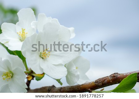 Spring flowers of an apple tree. Close-up of blossoming white buds against the blue sky. Card with copy space. Macro.