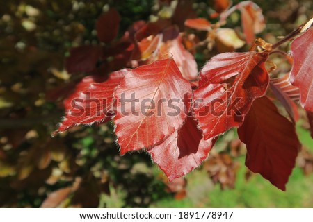 Colors of Autumn and Winter Tree with brown and red leaves