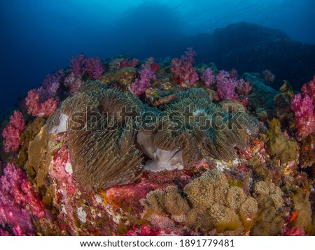 Sea anemone and soft corals (Mergui archipelago, Myanmar)