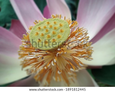 A picture of a lotus flower taken in the middle of the flower pollen.