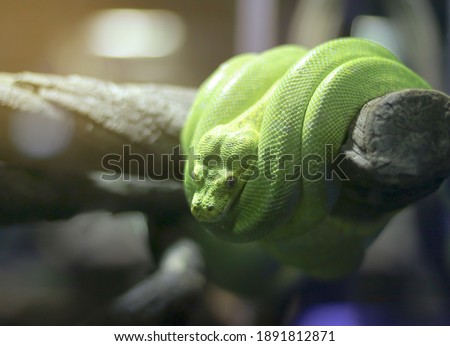 Selective focus of Green python (Morelia viridis) on the timber, breathtaking eyes, colors and skin.
