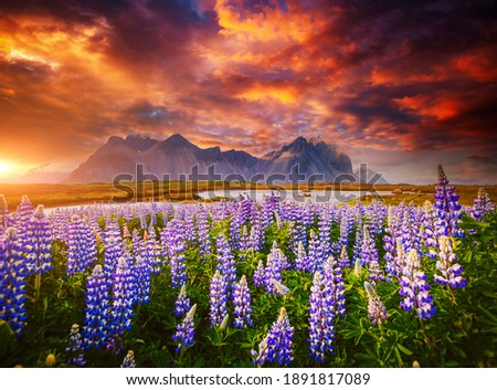 Unusual view of Stokksnes cape on sunset. Location place Vestrahorn (Batman Mount), Iceland, Europe. Scenic image of exotic world landmarks. Popular tourist attraction. Discover the beauty of earth. Royalty-Free Stock Photo #1891817089
