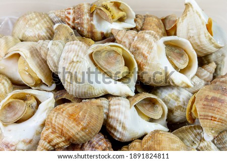 Several whelks in bulk, close-up Royalty-Free Stock Photo #1891824811