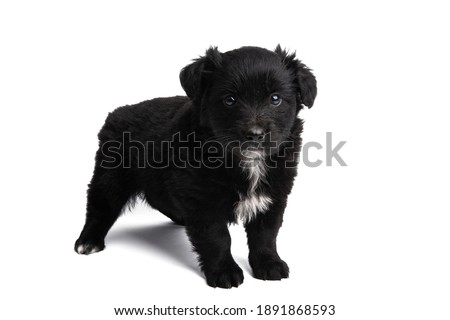 black puppy isolated on white background