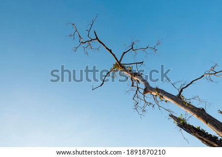 top view picture of a dead tree from the effect of global warming with blue sky background. 