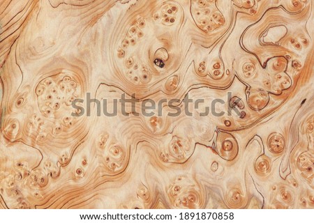 Wood burl texture background. High resolution image of exotic hardwood veneer grain burr.