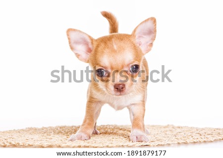 Cute chihuahua puppy (isolated on white)