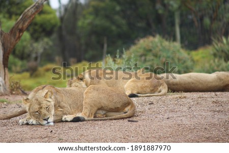 Lioness sleeping on the ground