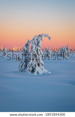 snow covered spruce tree on hedmarksvidda in innlandet county norway. with a fantastic colorful sunset in January 