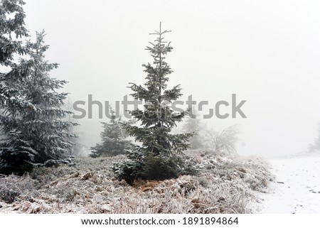 Christmas tree in the mountains and snow in winter
