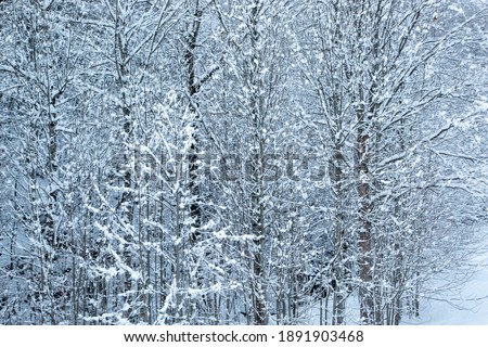 trees in the snow climate change italy