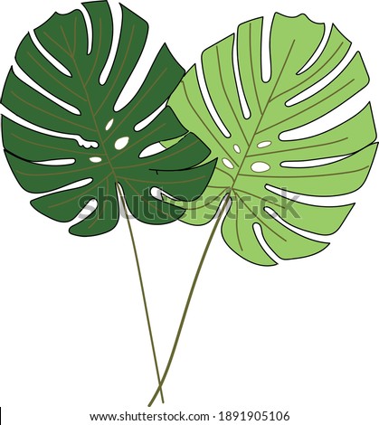 Monstera Deliciosa plant leaf from tropical forests isolated on white background. Can be used for greeting cards, flyers, invitations, web design, to everything. vector illustration isolated.EPS 10.