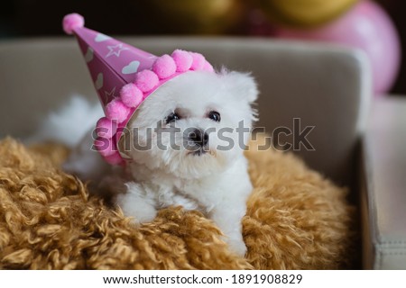 Adorable white Bichon Frise dog sitting on chair at home. Room interior decorated birthday balloons. Can be using for Grooming salon, veterinary , pets goods, calendars, banner 