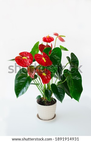 Anthurium flower is a heart-shaped flower in the flower pot. Flamingo flowers or Boy flowers Pigtail Anthurium. Selective focus. Royalty-Free Stock Photo #1891914931