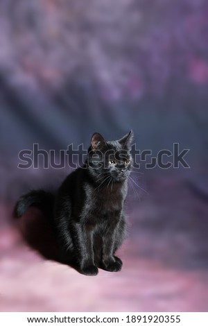Black cat on a dark purple background