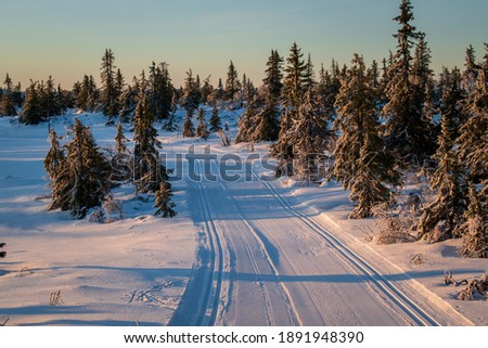 amazing winter scene with snow covered trees in Norway 