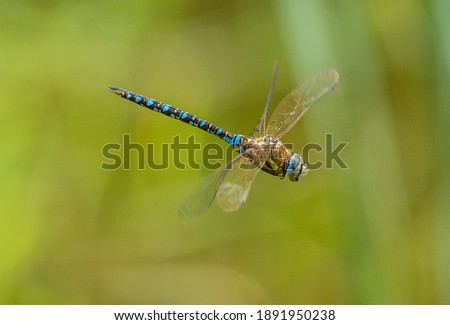 dragonfly migrant hawker (Aeshna mixta) in flight Royalty-Free Stock Photo #1891950238