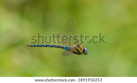 dragonfly migrant hawker (Aeshna mixta) in flight Royalty-Free Stock Photo #1891950253