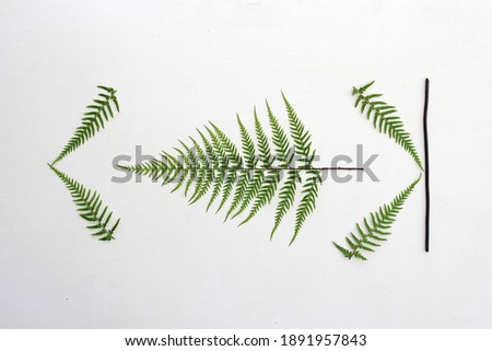 Tranlucent fern leaf isolated on white background