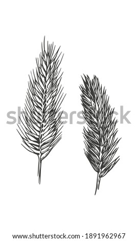 Hand drawn vector art of cereals ears. Wheatgrass isolated on white background.