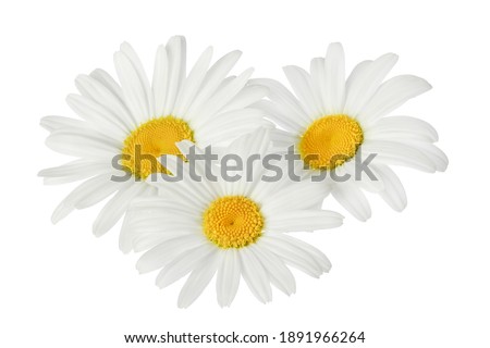 chamomile or daisies isolated on white background with clipping path. Set or collection. Royalty-Free Stock Photo #1891966264