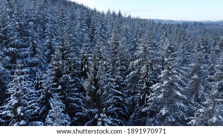 Drone photo of snowed pine trees